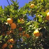 庭の柑橘系その後。