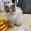 Y子を迎えに行くことがわかっていたふくちゃん