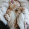 【猫日記】猫と生きるという選択