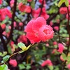 冷たい雨に濡れて、ボケの花が咲く土曜日早朝の西新宿散歩