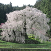 又兵衛桜　今、見頃を迎えてます　奈良県　宇陀市