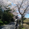 美術館の桜