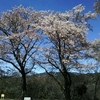 大草城址公園の桜！