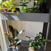 観葉植物用にトローリーハンガーを買いました