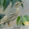 Long-billed Pipit ハシナガビンズイ (インドの鳥その111)