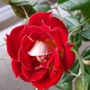 ミニバラ🌹　２回目開花