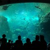 原作超えの奇跡体験―映画『海獣の子供』感想