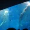 ’１６　沖縄旅行５　美ら海水族館?　ジンベエザメの給餌を見る?那覇へ移動（ぜんざいの富士家）