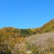 白山白川郷ホワイトロード紅葉（速報）
