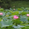 水元公園の花