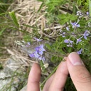 生物を齧っている人のブログ