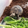 ヒガシヘルマンリクガメ～今日は葉野菜だよ
