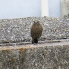 のど自慢の日に、鳥界の歌い手「モズ子」さん＆「ヒヨ」ちゃんを目撃（その２）