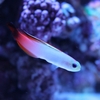 Red Fire Goby