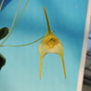 Masdevallia vargasii x tonduzii 