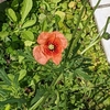 学生生活の記憶（583）：ナガミヒナゲシ（長実雛芥子）Field poppy