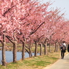 三重県松阪市の笠松河津桜ロードは穴場かも