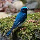 風まかせ探鳥会