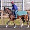 シルクなお馬さん（１歳・関東牡馬）