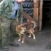 「一人にして・・・」 小屋のドアを何度も閉めて引きこもる犬の動画