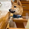 柴犬「きび」が来てから54日目【食卓に来るようになった】