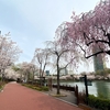 ソウルの桜名所！春のソクチョンホス