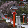 京都新聞写真コンテスト　正法寺　桜