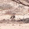 コノドグロショウノガン Rüppell's Bustard