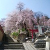 山形の桜