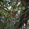 黄色いメキシコマシコ(House Finch)