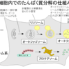 ２６年前にファジーなる言葉が流行りましたが、今回はノーベル賞の”オートファジー”です！