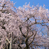 奥山田の流れ落ちるように咲くしだれ桜