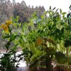 窓際に置いた野菜たち！