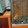 この夏は若者よりエサを食べた金魚