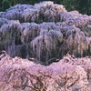 しだれ桜の宝庫・福島県への来訪を願ってつくる「枝垂れ桜花番付」