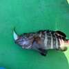 【相模湾ライト泳がせ】餌のアジが釣れない時はサビキ仕掛けを疑って
