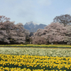 北杜市の山高神代のサクラを撮って