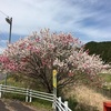 桜と花桃も綺麗でした