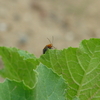 キュウリの害虫とユズの花