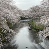 引地川沿いの千本桜・つくし野駅～町田・恩田川桜散歩