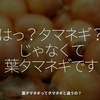 1593食目「はっ？タマネギ？じゃなくて葉タマネギです」葉タマネギってタマネギと違うの？