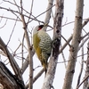日本　冬の散歩道の野鳥たち