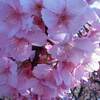 桧木内川堤の桜 開花予想日 2020年は？ 例年の見ごろは？