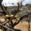 平地公園の梅の花　開花状況（2／16現在）　（東海市）