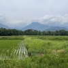 2025/06/09 月曜日　生きる外来植物