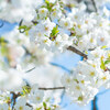 【文京区】小石川植物園の桜は満開です