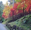 吾野駅　『 秩父御嶽神社  御岳山～借宿神社の狛犬 』