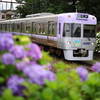 京王井の頭線のあじさいヘッドマークを撮る