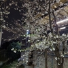 先週の夜桜