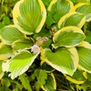 花は咲くか。